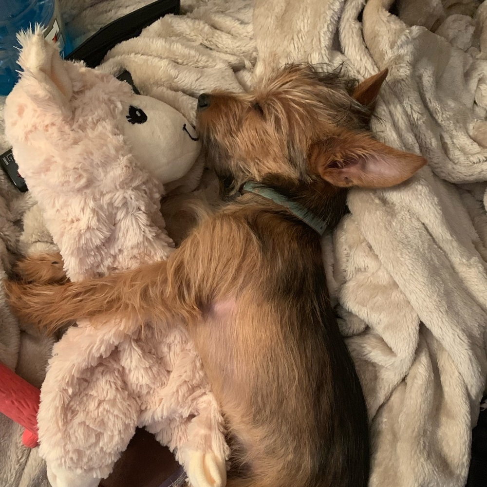 Meet your Posher, Gisele